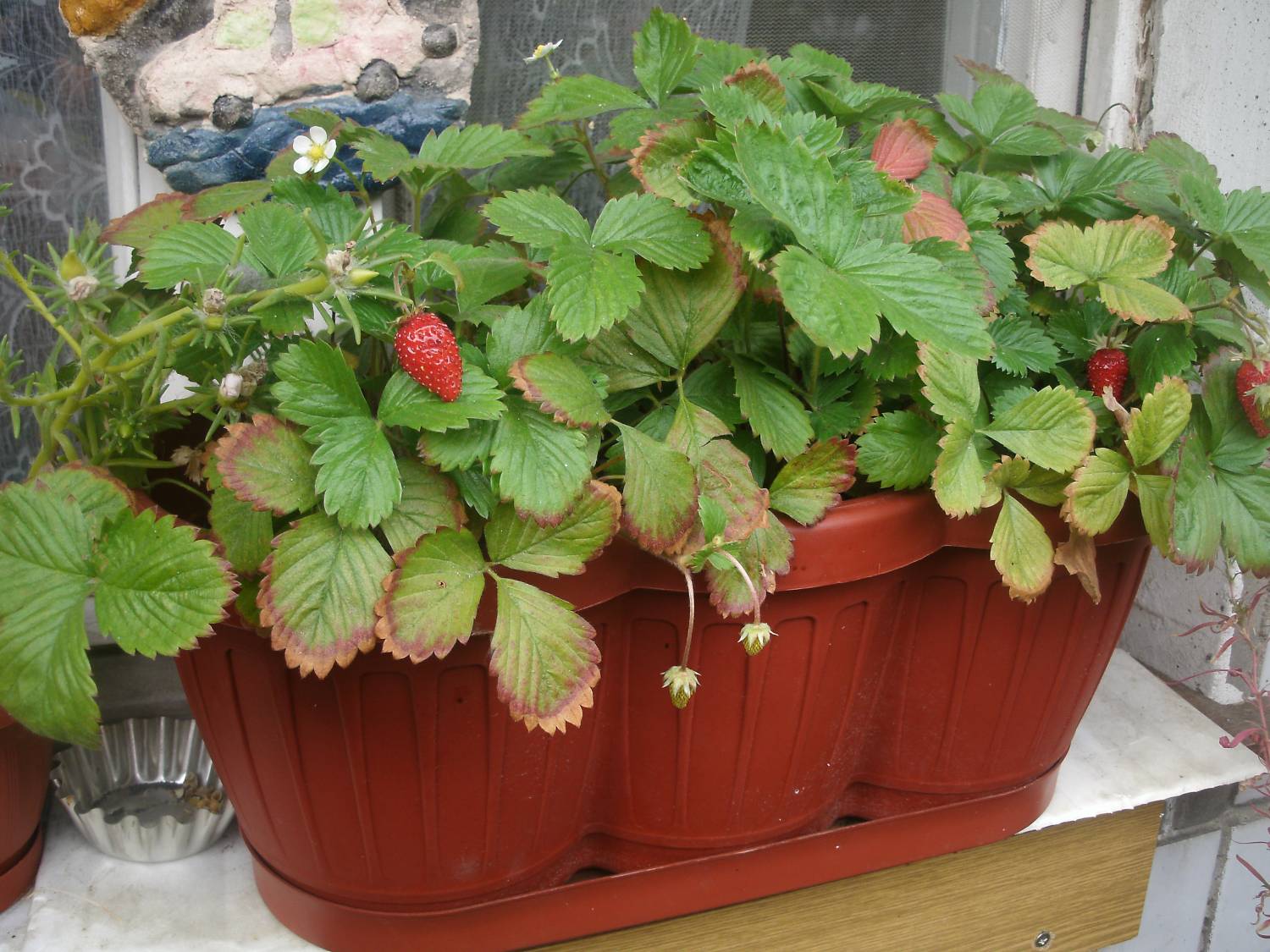 Выращивание клубники на балконе круглый год: как посадить и вырастить.